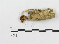 登錄號:F0013124藏品圖，第1張