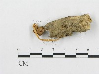 登錄號:F0013124藏品圖，第3張