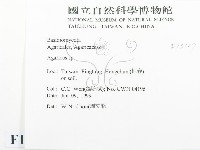 傘菌屬藏品圖，第2張