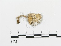 傘菌屬藏品圖，第3張