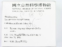 頭狀禿馬勃藏品圖，第2張