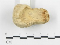 頭狀禿馬勃藏品圖，第3張
