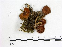 登錄號:F0013129藏品圖，第1張