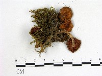 登錄號:F0013129藏品圖，第3張