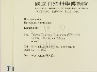 乳菇屬藏品圖，第2張