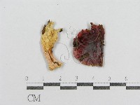 紅菇屬藏品圖，第3張