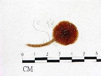 登錄號:F0013134藏品圖，第1張