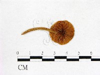 登錄號:F0013134藏品圖，第3張