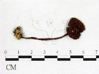 登錄號:F0013135藏品圖，第1張