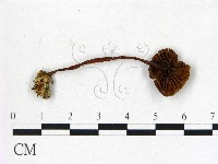 登錄號:F0013135藏品圖，第3張