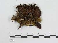 登錄號:F0013135藏品圖，第4張