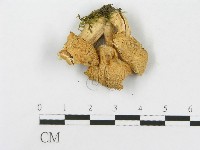 登錄號:F0013136藏品圖，第1張