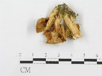 登錄號:F0013136藏品圖，第3張