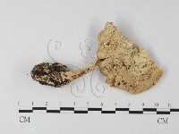 登錄號:F0013139藏品圖，第1張