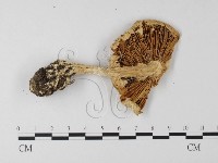 登錄號:F0013139藏品圖，第3張