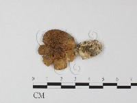 登錄號:F0013140藏品圖，第1張