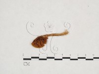 登錄號:F0013141藏品圖，第1張