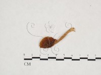 登錄號:F0013141藏品圖，第3張