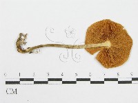 登錄號:F0013142藏品圖，第1張