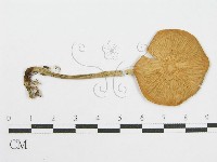 登錄號:F0013142藏品圖，第3張