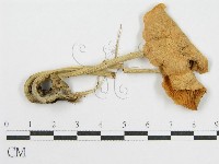 登錄號:F0013143藏品圖，第1張