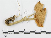 登錄號:F0013143藏品圖，第3張