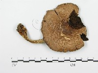 登錄號:F0013144藏品圖，第1張