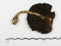 登錄號:F0013144藏品圖，第3張