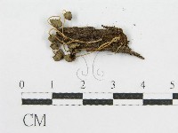 登錄號:F0013145藏品圖，第1張