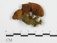 登錄號:F0013146藏品圖，第1張