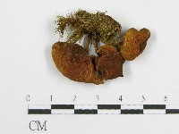 登錄號:F0013146藏品圖，第4張