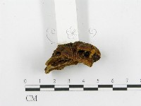 登錄號:F0013147藏品圖，第4張