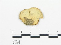 登錄號:F0013149藏品圖，第4張