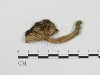 登錄號:F0013152藏品圖，第1張