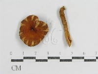登錄號:F0013153藏品圖，第1張