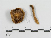 登錄號:F0013153藏品圖，第3張