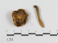 登錄號:F0013153藏品圖，第4張