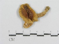 紅菇屬藏品圖，第3張