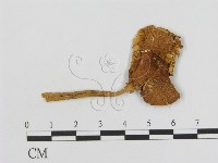 登錄號:F0013155藏品圖，第1張