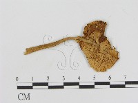 登錄號:F0013155藏品圖，第3張