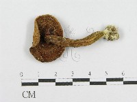 登錄號:F0013156藏品圖，第1張