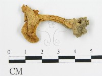 登錄號:F0013159藏品圖，第1張