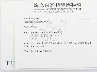 傘菌屬藏品圖，第2張