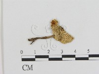 登錄號:F0013163藏品圖，第1張