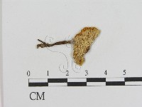 登錄號:F0013163藏品圖，第3張