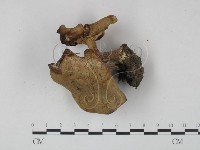 登錄號:F0013164藏品圖，第1張
