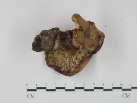 登錄號:F0013164藏品圖，第3張