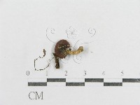 紅菇屬藏品圖，第3張