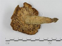 登錄號:F0013167藏品圖，第3張