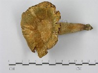 登錄號:F0013167藏品圖，第5張